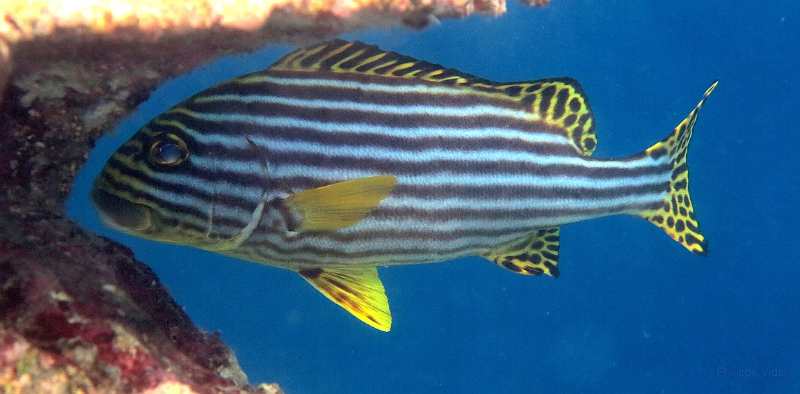 IMG_0486rf_Maldives_Madoogali_House reef_Diagramme oriental_Plectorhinchus orientalis.jpg